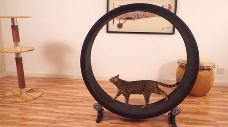 No Far More Fat Cats: Giant Hamster Wheel Keeps Cats Trim by Top Creative Tips