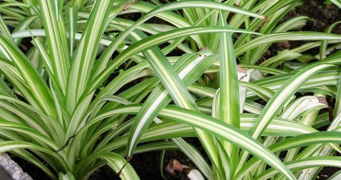 Six Fashionable Houseplants That Are Protected For Cats And Dogs by Fankous
